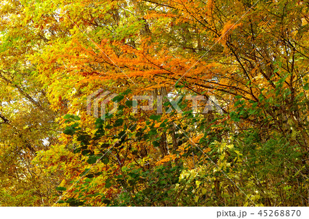 高原の紅葉 高原の紅葉 45268870