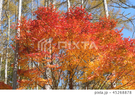 高原の紅葉 高原の紅葉 45268878