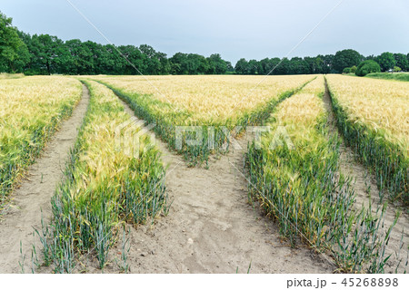 tractor tracks in the plantation of cereal plants 45268898
