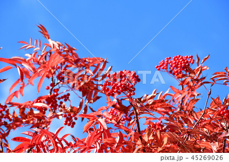 ナナカマドの紅葉 45269026