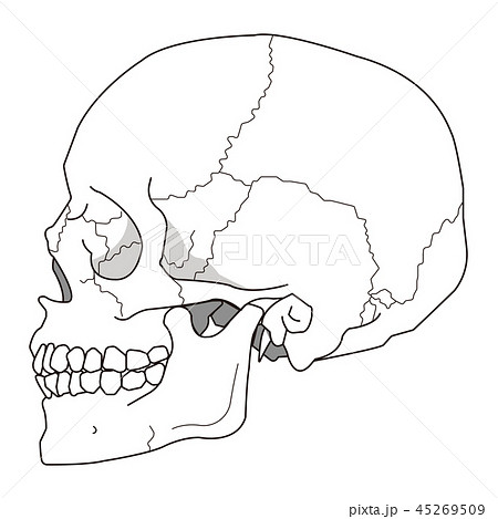 頭蓋骨 側頭部 細線バージョンのイラスト素材
