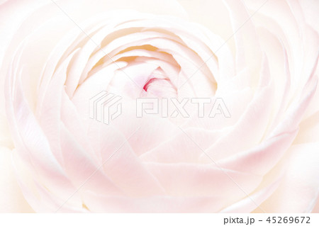 ラナンキュラス 45269672