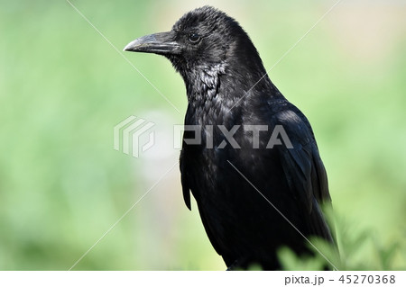 ハシボソガラス 45270368