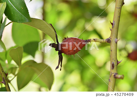 つるバラの実 つるバラの実 45270409