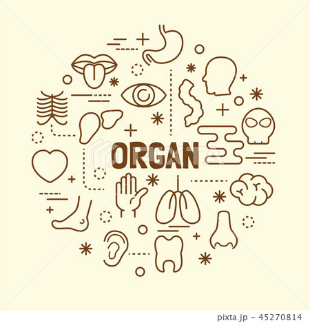 organ minimal thin line icons set organ minimal thin line icons set 45270814