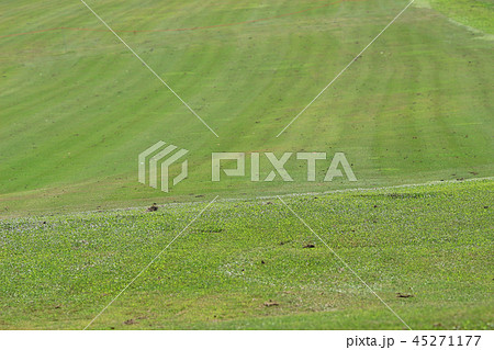 Perfect grass golf course field at hk 45271177