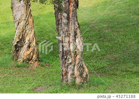 a branches and trees. Travel in nature. 45271188