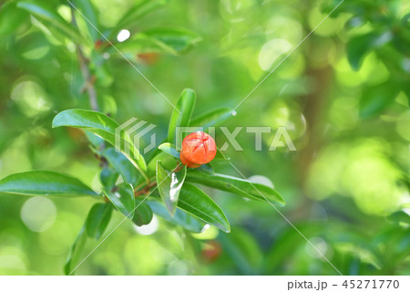 ザクロの蕾 ザクロの蕾 45271770