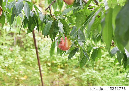 収穫間近の桃 収穫間近の桃 45271778