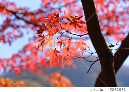 秩父 金蔵落しの渓谷 紅葉 秩父 金蔵落しの渓谷 紅葉 45272071