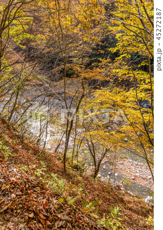紅葉の山中 紅葉の山中 45272187