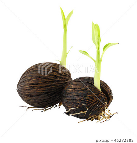 Two young othalanga sprout seed and leaf 45272285