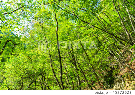新緑エコイメージ 45272623