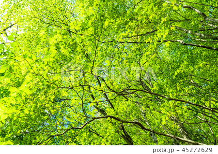 新緑エコイメージ 45272629