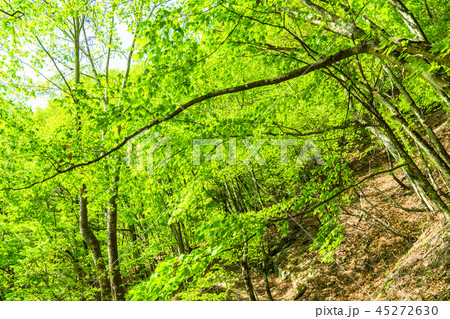 新緑エコイメージ 45272630