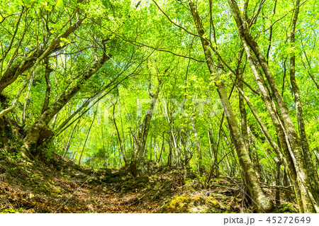 新緑エコイメージ 45272649