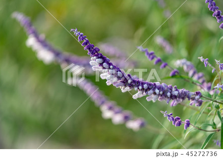 アメジストセージの花 アメジストセージの花 45272736
