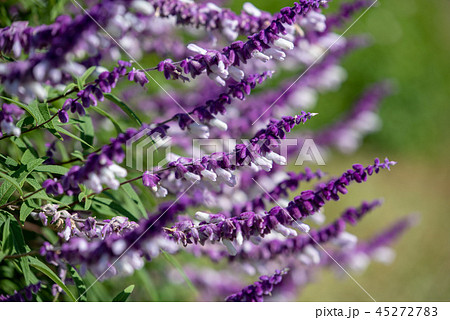 アメジストセージの花 アメジストセージの花 45272783