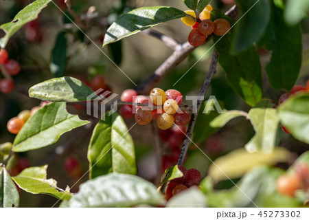 樹上のアキグミの実 樹上のアキグミの実 45273302