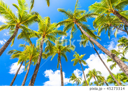 ハワイ ヤシの木 ワイキキビーチの写真素材