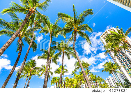 《ハワイ》ヤシの木・ワイキキビーチ 45273324