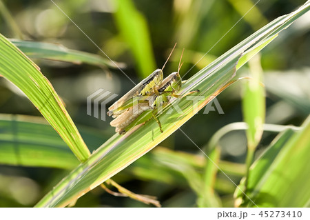 おんぶするイナゴ 45273410