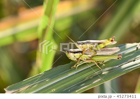 おんぶするイナゴ 45273411