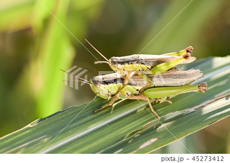 おんぶするイナゴ おんぶするイナゴ 45273412