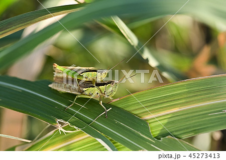 おんぶするイナゴ 45273413