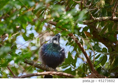 Tui bird in the trees 45273602