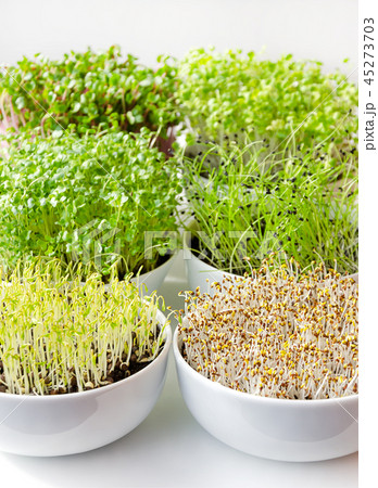 Microgreens in white bowls, vertical, closeup Microgreens in white bowls, vertical, closeup 45273703