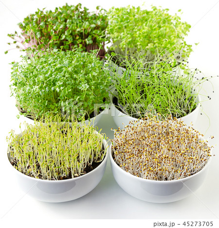 Microgreens sprouting in white bowls, vertical 45273705