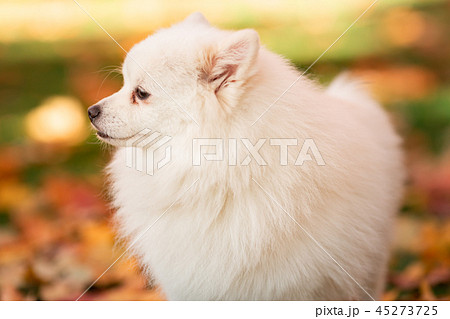Cute white spitz dog in autumn leaves 45273725