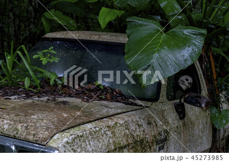 skull inside car abandoned in the forest skull inside car abandoned in the forest 45273985