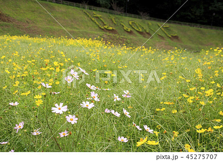 花の国 45275707