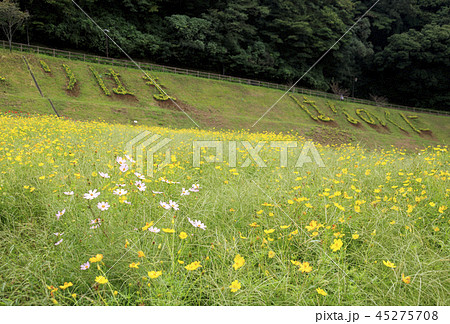 花の国 45275708