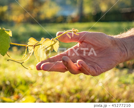 Farmer gently touches vine 45277210