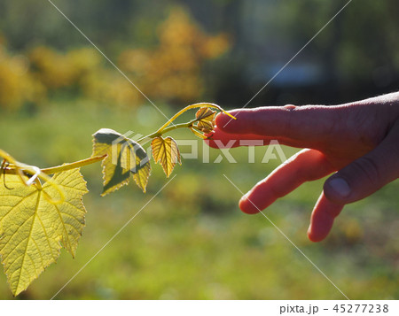 Childs hand touch vine like in The Sistine Chapel Childs hand touch vine like in The Sistine Chapel 45277238