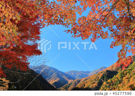 中央アルプスを望むハートの紅葉　駒ケ根高原 45277590