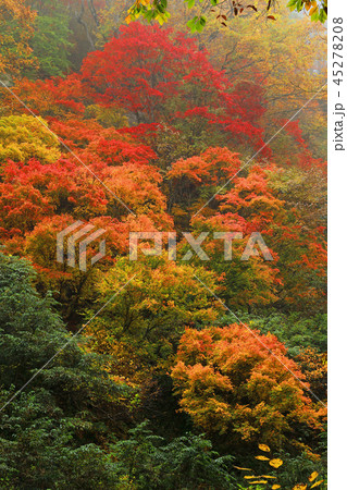 沢沿いの鮮やかな紅葉ー恵みの森大滝沢 福島県只見町 沢沿いの鮮やかな紅葉ー恵みの森大滝沢 福島県只見町 45278208