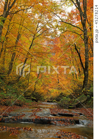 一枚岩の沢とブナ林の紅葉ー恵みの森大滝沢　福島県只見町 45278214