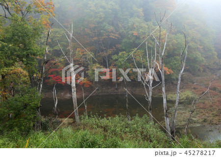 朝霧懸かる神秘の池 福島県只見町 朝霧懸かる神秘の池 福島県只見町 45278217