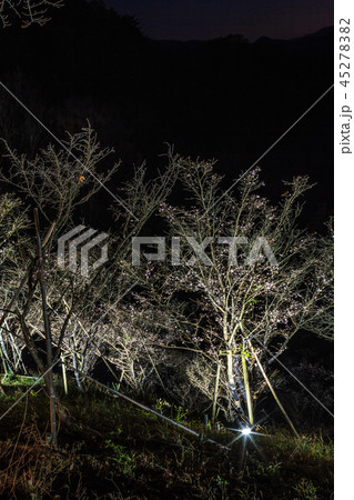 秋の桜山公園の風景 45278382