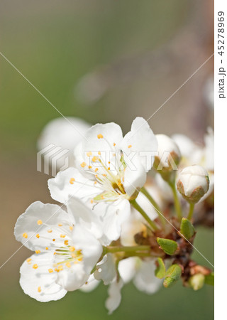 李の花 スモモ(学名 Prunus salicina) 李の花 スモモ(学名 Prunus salicina) 45278969