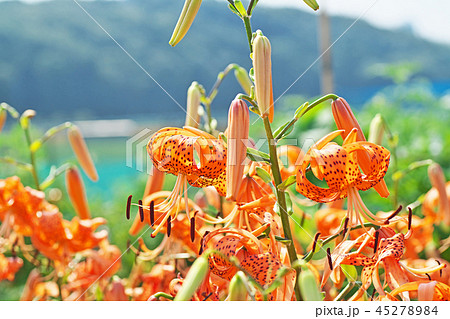 オレンジ色のオニユリの花 オレンジ色のオニユリの花 45278984