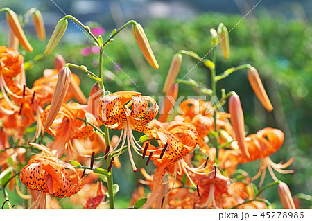 オレンジ色のオニユリの花 45278986