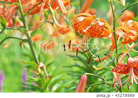 オレンジ色のオニユリの花 オレンジ色のオニユリの花 45278989