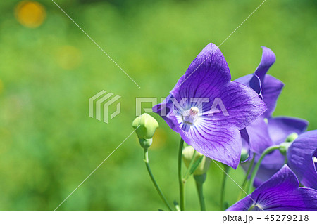 藍色のキキョウの花の写真素材