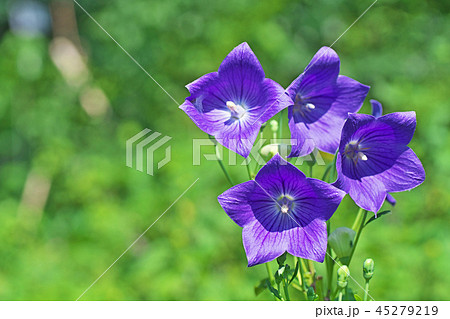 藍色のキキョウの花の写真素材