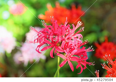 ネリネの花 45279504